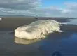 Cachalote de 17 metros varó en costa del Biobío: Recomiendan no acercarse al cadáver