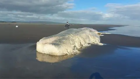 Cachalote de 17 metros varó en costa del Biobío: Recomiendan no acercarse al cadáver