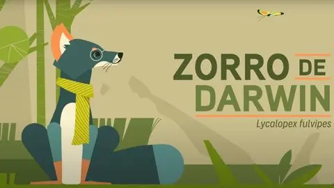 Zorro de Darwin: La historia del animal chileno que el científico identificó en la Isla de Chiloé