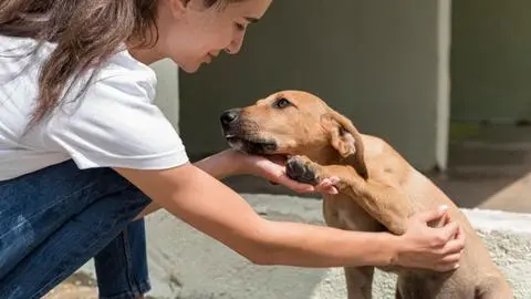 Nueva jornada de adopción en Mall del Centro Concepción: Buscan fomentar la tenencia responsable de mascotas