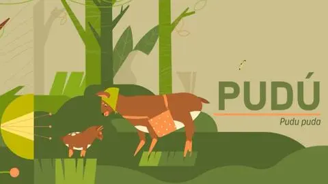 Podcast “Voces del Bosque” relató la historia de supervivencia del Pudú con voz de Carolina Arregui