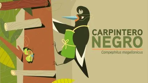El ingeniero del bosque: Conoce la historia del Carpintero Negro