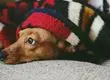 Recomendaciones para el cuidado de las mascotas durante el invierno