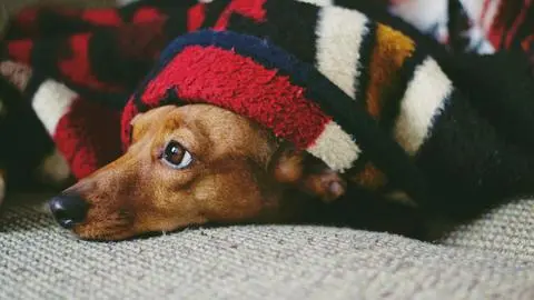 Recomendaciones para el cuidado de las mascotas durante el invierno