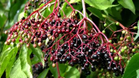 El desconocido fruto del sur de Chile que ayuda a combatir el cáncer, la diabetes y el sobrepeso