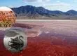 Natron: El lago letal de África que quema la piel y petrifica a algunos animales