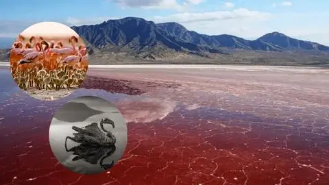 Natron: El lago letal de África que quema la piel y petrifica a algunos animales