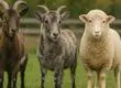 Híbridos: Conoce a la cruza entre una oveja y un chivo