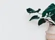 Los cuatro tipos de plantas Monstera ideales para el interior de tu hogar