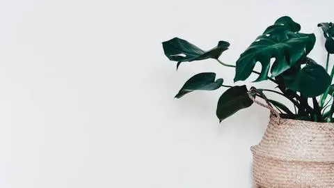Los cuatro tipos de plantas Monstera ideales para el interior de tu hogar