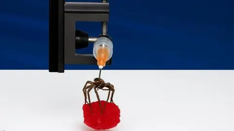 Científicos Texas transformaron arañas muertas en robots biohíbridos