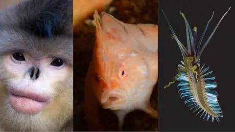 Conoce a los animales más raros del mundo según National Geographic