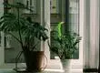 ¿Tienes una monstera?: Conoce donde ubicarla en tu hogar para beneficiarte según el Feng Shui