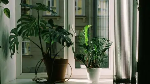 ¿Tienes una monstera?: Conoce donde ubicarla en tu hogar para beneficiarte según el Feng Shui