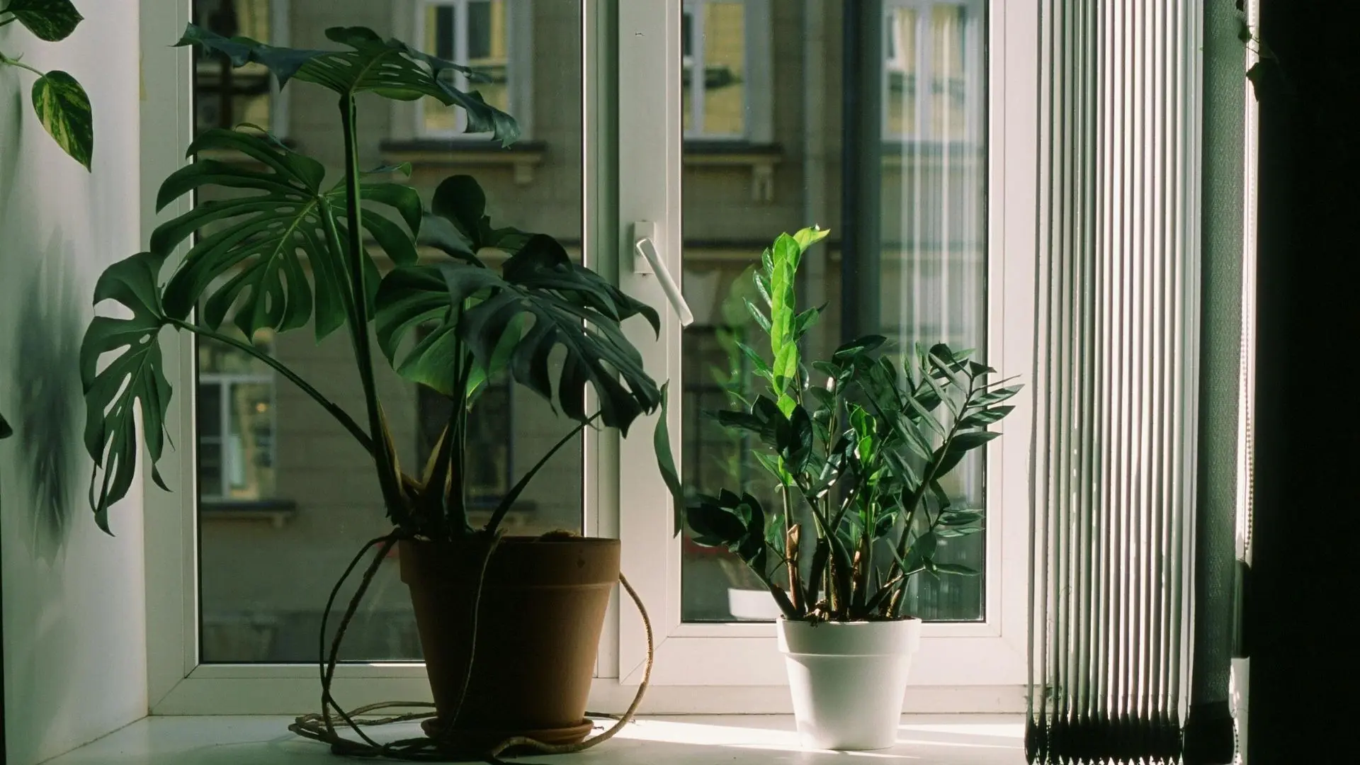 ¿Tienes una monstera?: Conoce donde ubicarla en tu hogar para beneficiarte según el Feng Shui
