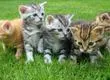 Conoce cuales son los gatos preferidos en Chile según ChatGPT