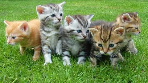 Conoce cuales son los gatos preferidos en Chile según ChatGPT