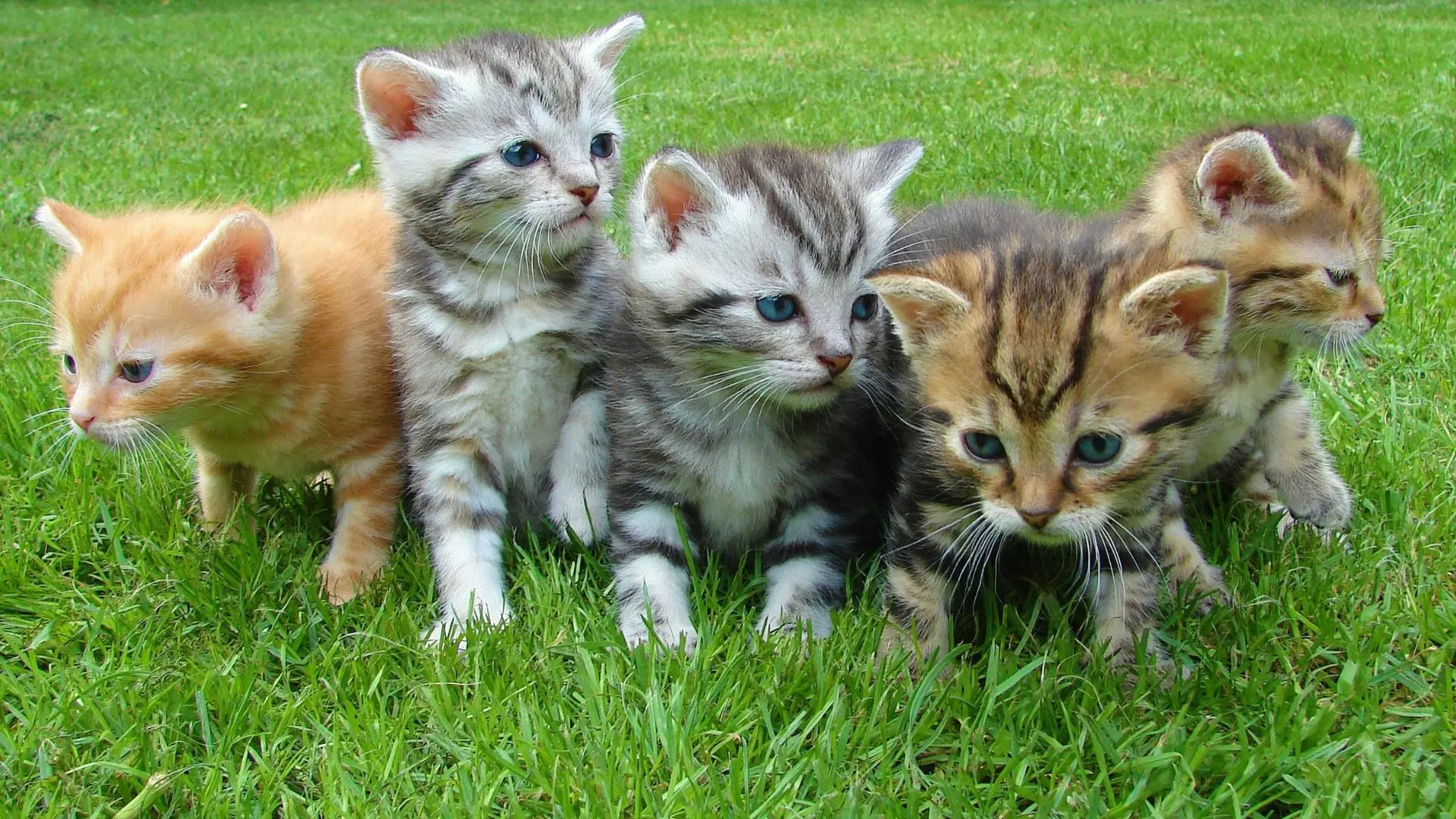 Conoce cuales son los gatos preferidos en Chile según ChatGPT