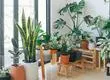 Conoce cuál es la planta de interior más fácil de reproducir y es perfecta para el otoño