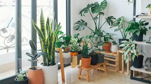 Conoce cuál es la planta de interior más fácil de reproducir y es perfecta para el otoño