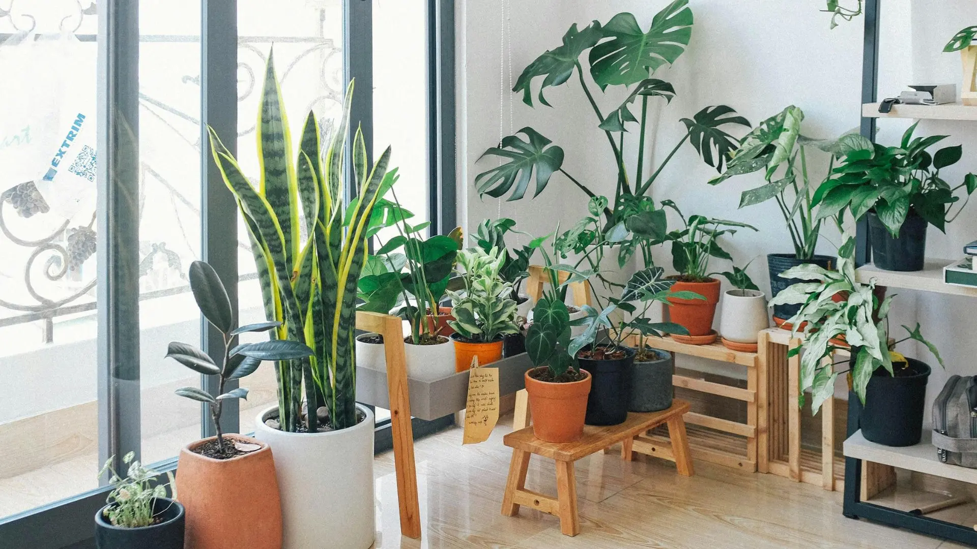 Conoce cuál es la planta de interior más fácil de reproducir y es perfecta para el otoño