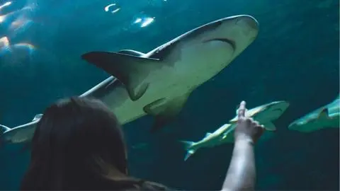 ¡Tiburones antes que árboles! 5 cosas que nacieron después de estos depredadores milenarios