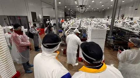 Las razones de PacificBlu para revertir el cierre de la planta en Talcahuano