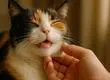 La ciencia se acerca a entender por qué del ronroneo de los gatos