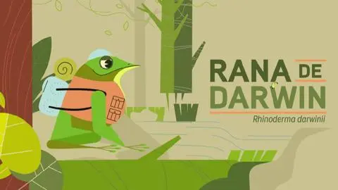 Ranita de Darwin en podcast “Voces del Bosque”: Vivir y croar en la selva valdiviana