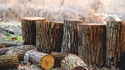 Tragedia laboral en Ancud: Trabajador forestal fallece tras ser aplastado por un árbol que talaba