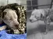 Baltazar, el perrito que escapó tras ser apuñalado 15 veces: Fue atacado tras perder una pelea