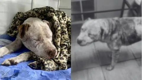 Baltazar, el perrito que escapó tras ser apuñalado 15 veces: Fue atacado tras perder una pelea