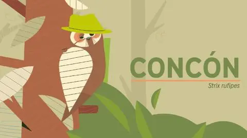 Concón: El enigmático búho que merodea por el sur de Chile como un “brujo del bosque”