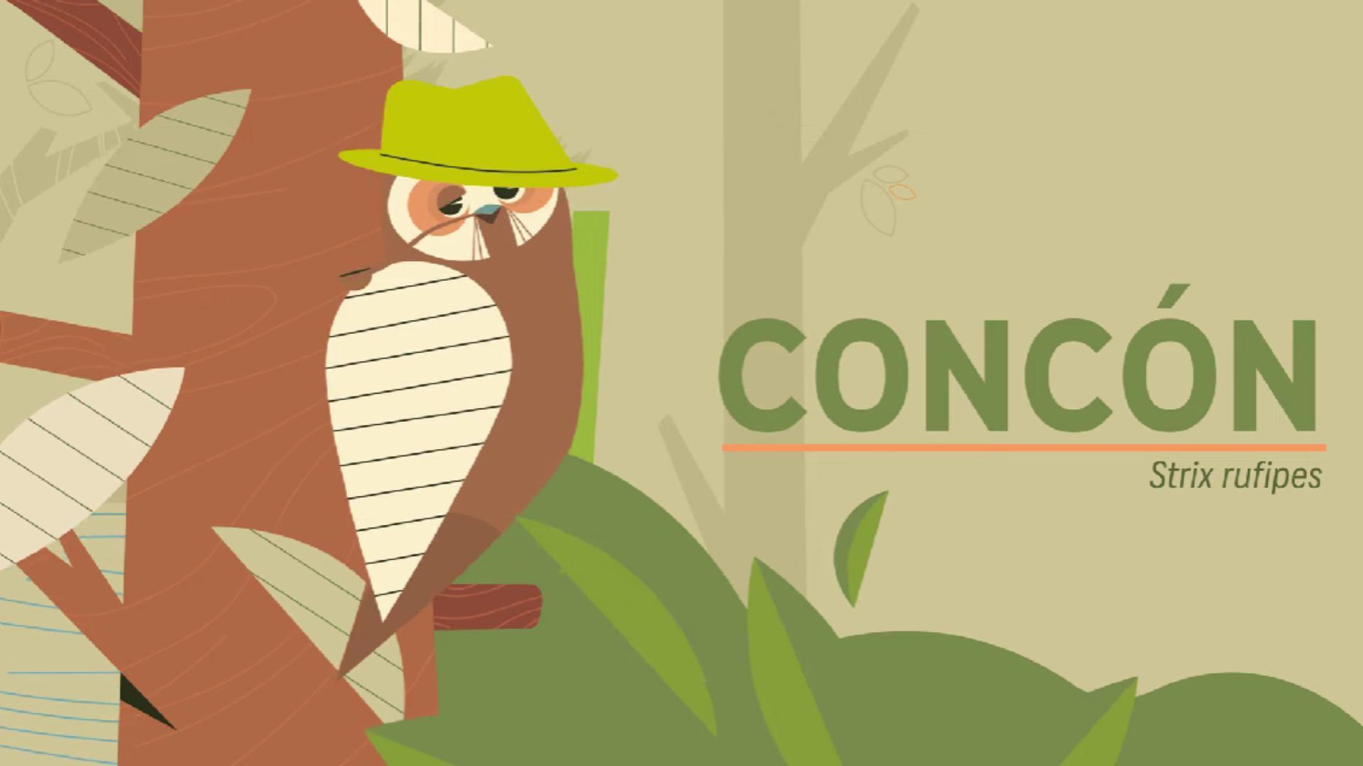 Concón: El enigmático búho que merodea por el sur de Chile como un “brujo del bosque”