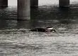 El alto costo que implica retirar el auto que cayó al Río Biobío hace una semana