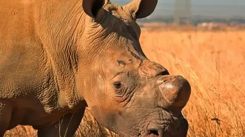 Descorne de rinocerontes disminuye en un 78% la caza furtiva en África