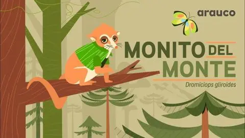 El monito del monte: un pequeño gigante que resuena entre las Voces del Bosque