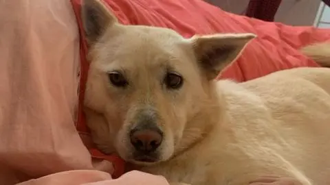 Continúa búsqueda de perrita que se perdió tras muerte de su dueño durante un paseo en Parque Ecuador de Concepción