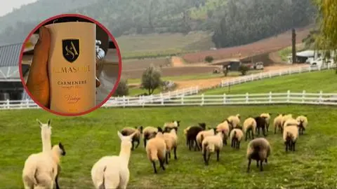 Alexis Sánchez diversifica su viña en el Maule: Abrirá restaurante y parque para mascotas en “AlmaSoul”