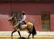 Jinete muere tras caer a pozo con su caballo en Chillán: El animal lo habría aplastado