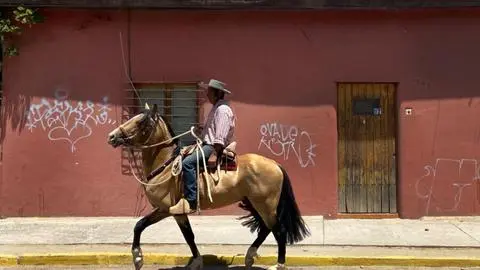 Jinete muere tras caer a pozo con su caballo en Chillán: El animal lo habría aplastado