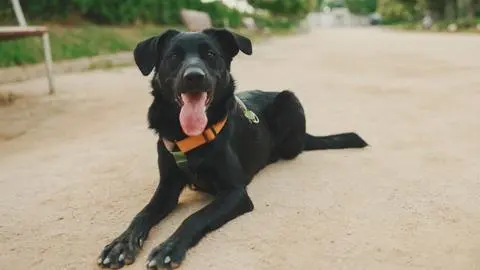 Día Mundial del Perro: ¿Cuántos canes callejeros deambulan por las calles de Chile?
