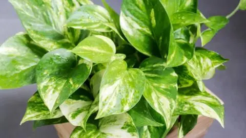 Una planta de interior fácil de mantener elimina el 73% de sustancias cancerígenas