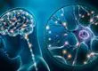 Resultados de estudio confirman que el cerebro sigue generando neuronas incluso en la vejez