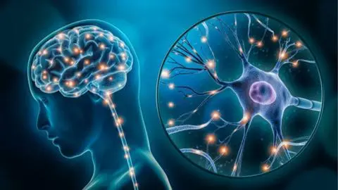 Resultados de estudio confirman que el cerebro sigue generando neuronas incluso en la vejez