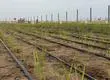 Proyecto experimental enfocado en el cultivo de arroz en el desierto de Arica y Parinacota