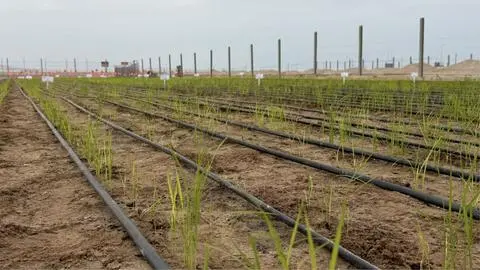 Proyecto experimental enfocado en el cultivo de arroz en el desierto de Arica y Parinacota