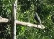 Las curiosas aves que habitan el Cerro Caracol de Concepción