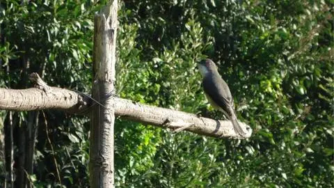 Las curiosas aves que habitan el Cerro Caracol de Concepción