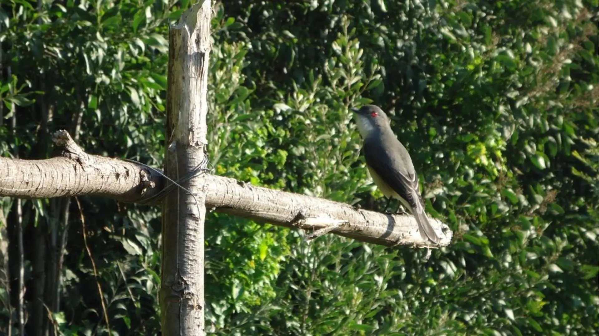 Las curiosas aves que habitan el Cerro Caracol de Concepción